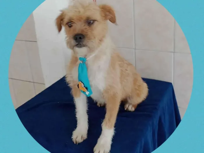 Cachorro ra a  idade 4 anos nome Babo