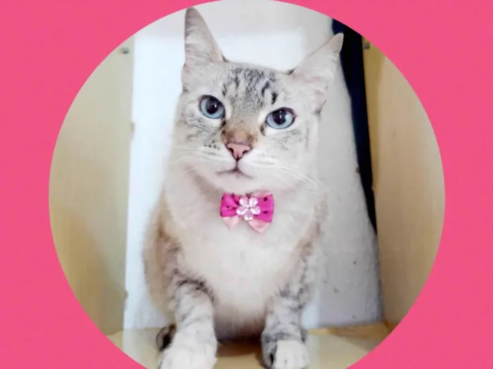 Gato ra a  idade 3 anos nome Shiva