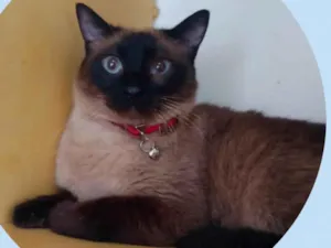 Gato raça  idade 3 anos nome Samuel 