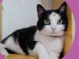 Duda