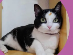 Gato raça  idade 3 anos nome Duda