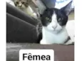 Não tem