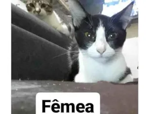 Gato raça Não sei  idade 2 a 6 meses nome Não tem