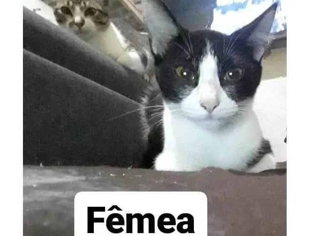 Gato ra a Não sei  idade 2 a 6 meses nome Não tem
