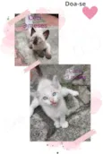 Cacau,Brisa,Ceci,Chila,Crystal e Mya