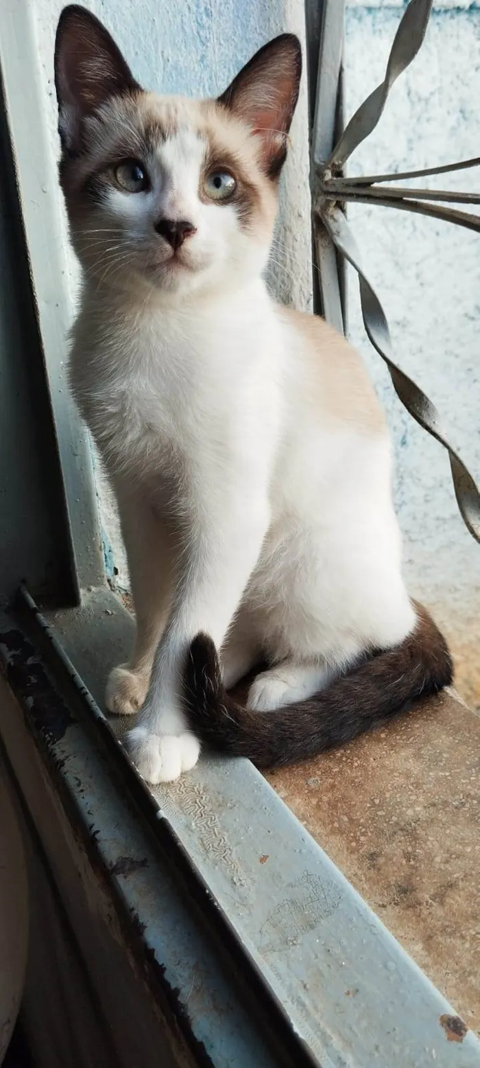 Gato ra a SRD-ViraLata idade 2 a 6 meses nome Jorge (branco) / Alfredo (amarelo)