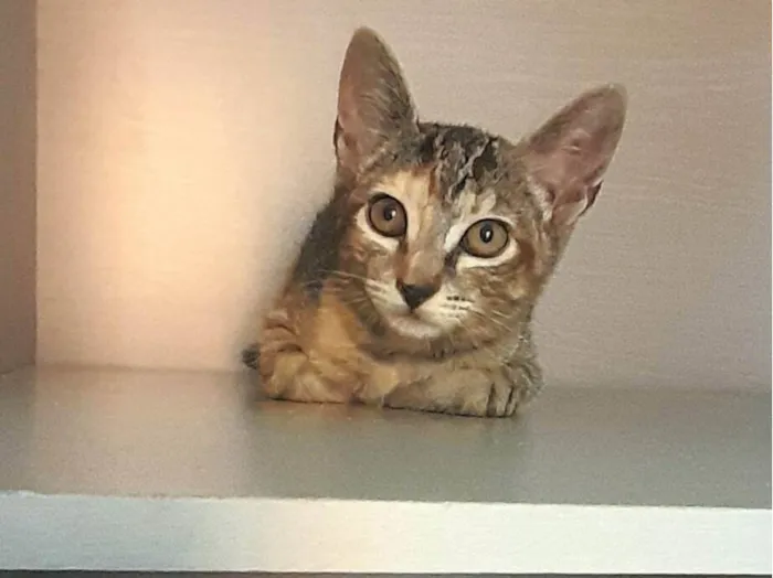Gato ra a Srd idade 2 a 6 meses nome Belle