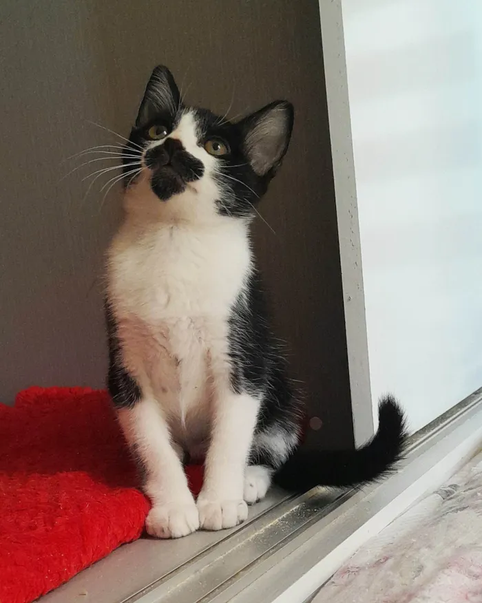Gato ra a SRD-ViraLata idade 2 a 6 meses nome Denis