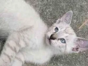 Gato raça SRD-ViraLata idade 2 a 6 meses nome Cacau,Brisa,Ceci,Chila,Crystal e Mya