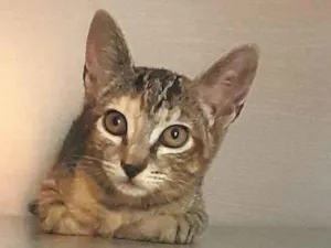 Gato raça Srd idade 2 a 6 meses nome Belle