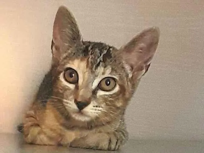 Gato ra a Srd idade 2 a 6 meses nome Belle