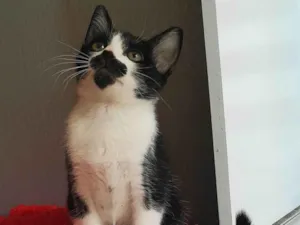 Gato raça SRD-ViraLata idade 2 a 6 meses nome Denis
