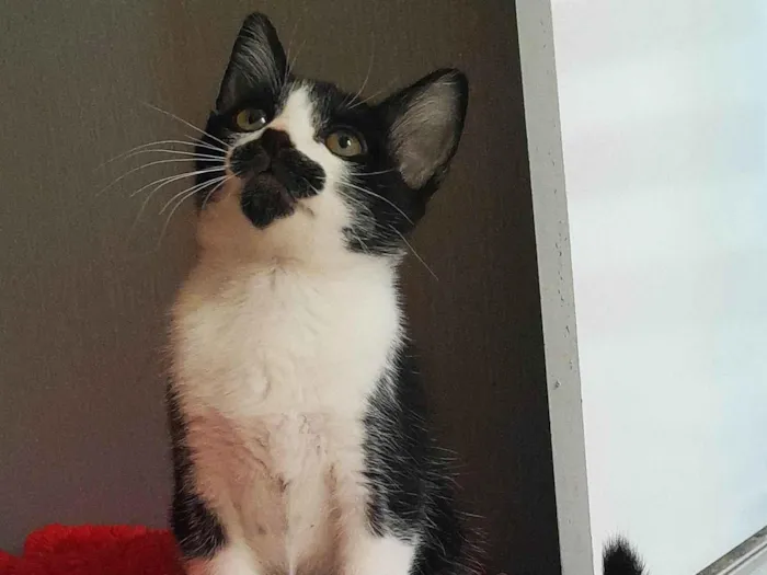 Gato ra a SRD-ViraLata idade 2 a 6 meses nome Denis