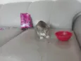 Gato