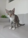 Gato