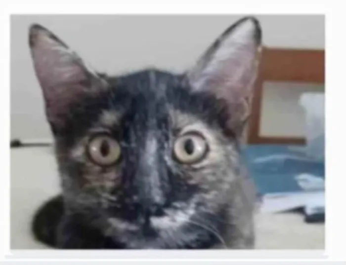 Gato ra a srd escaminha rosét  idade 7 a 11 meses nome CACAU 