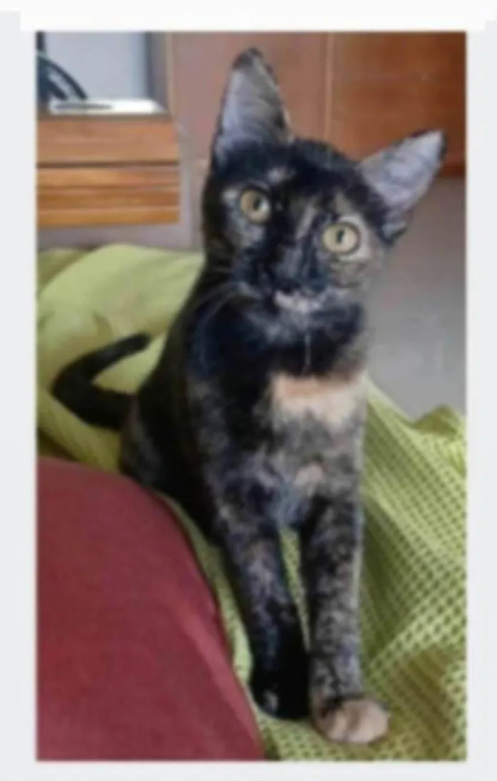 Gato ra a srd escaminha rosét  idade 7 a 11 meses nome CACAU 