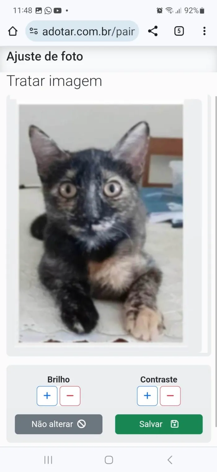 Gato ra a srd escaminha rosét  idade 7 a 11 meses nome CACAU 