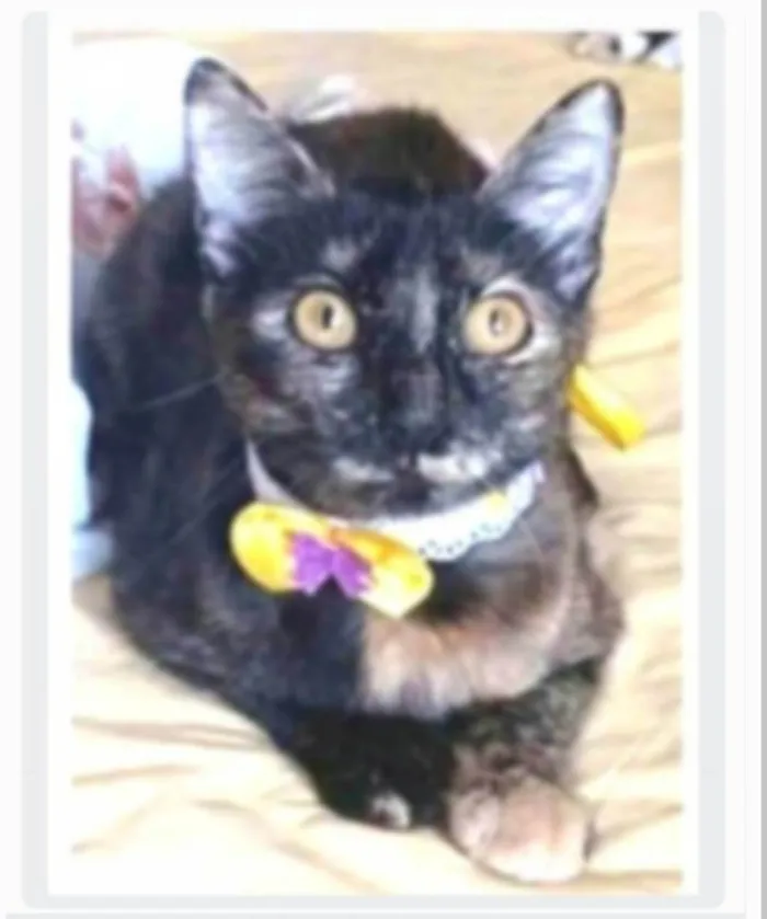 Gato ra a srd escaminha rosét  idade 7 a 11 meses nome CACAU 