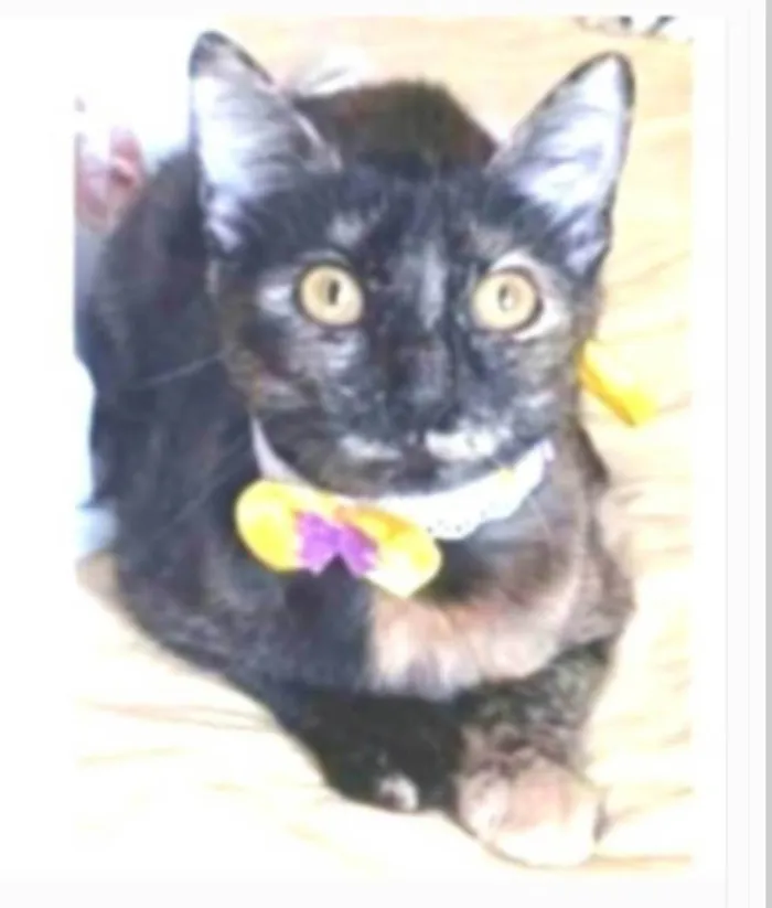 Gato ra a srd escaminha rosét  idade 7 a 11 meses nome CACAU 