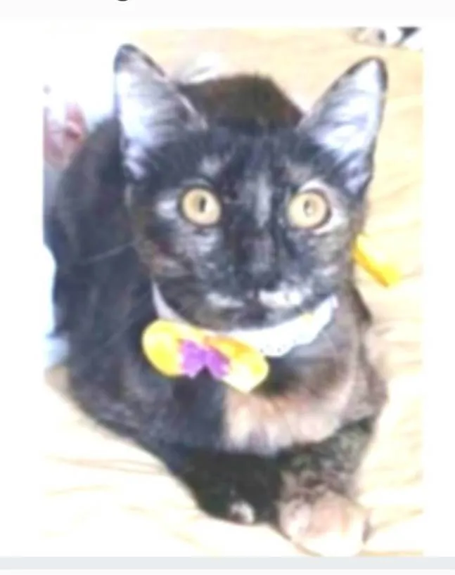 Gato ra a srd escaminha rosét  idade 7 a 11 meses nome CACAU 