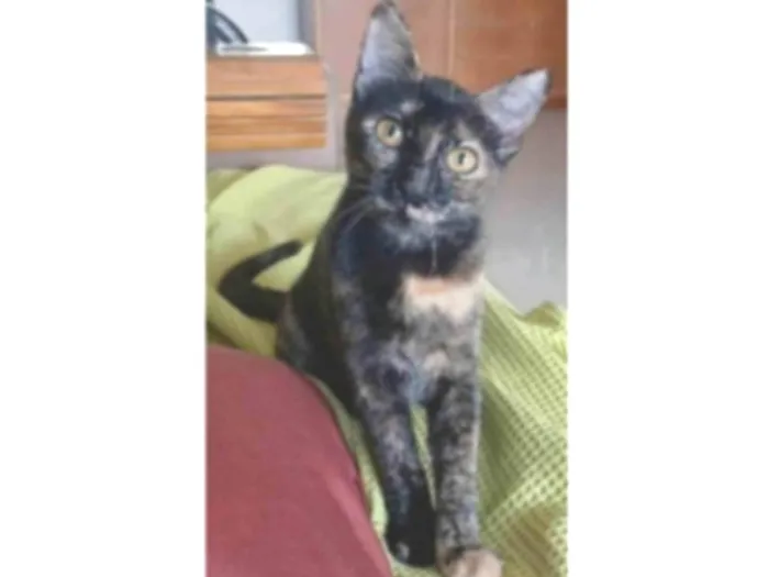 Gato ra a srd escaminha rosét  idade 7 a 11 meses nome CACAU 