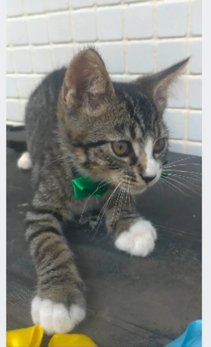 Gato ra a srd idade 2 a 6 meses nome TED