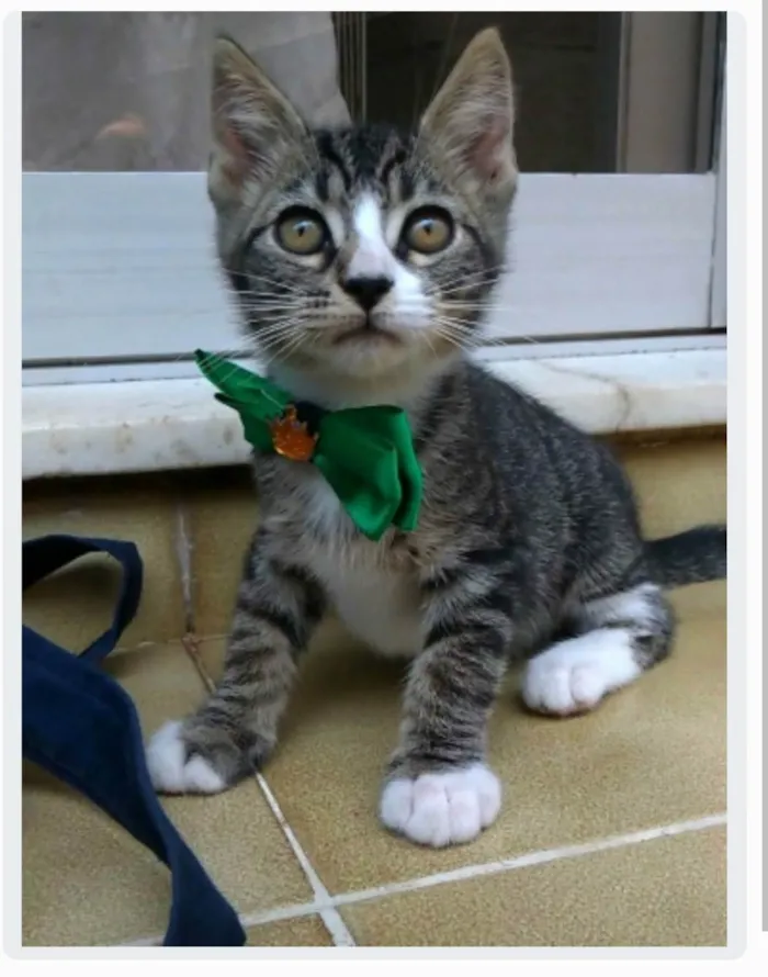 Gato ra a srd idade 2 a 6 meses nome TED