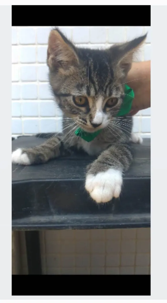 Gato ra a srd idade 2 a 6 meses nome TED