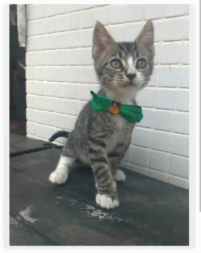 Gato ra a srd idade 2 a 6 meses nome TED