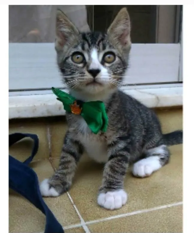 Gato ra a srd idade 2 a 6 meses nome TED