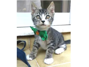 Gato raça srd idade 2 a 6 meses nome TED