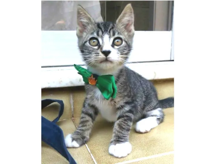 Gato ra a srd idade 2 a 6 meses nome TED