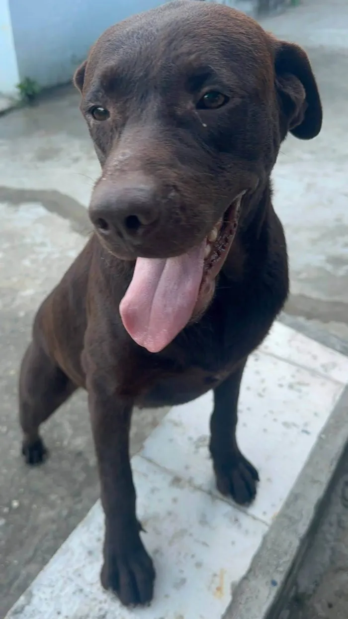 Cachorro ra a SRD-ViraLata idade 1 ano nome Morena