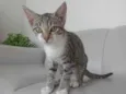 Gato