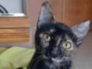 Gato raça srd escaminha rosét  idade 7 a 11 meses nome CACAU 