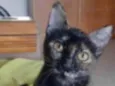 CACAU