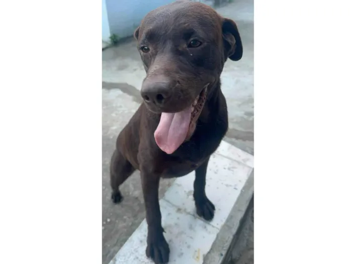 Cachorro ra a SRD-ViraLata idade 1 ano nome Morena