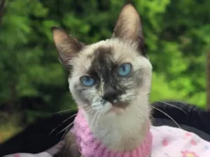 Gato raça SRD-ViraLata idade 7 a 11 meses nome MISSI