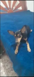 Maneco