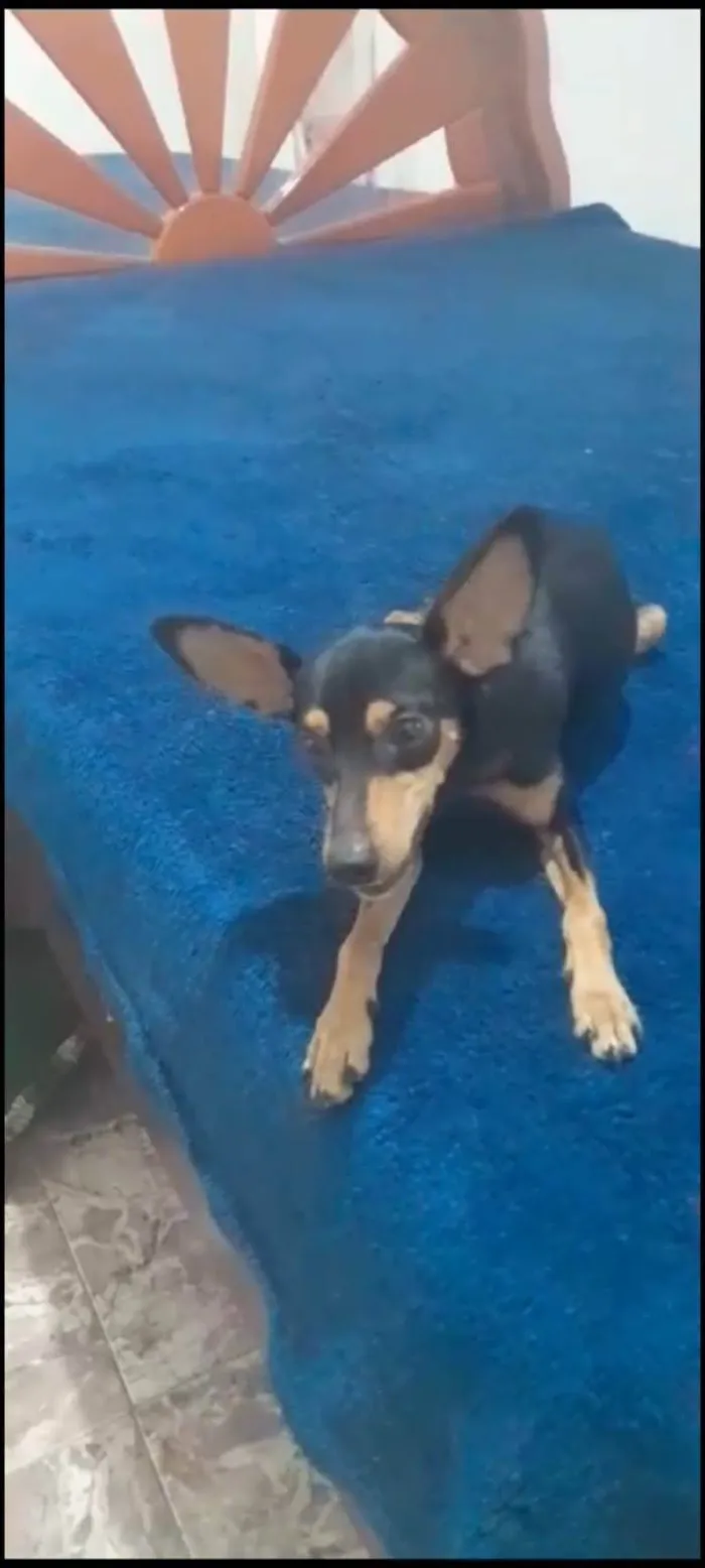Cachorro ra a Pinsher idade 1 ano nome Maneco