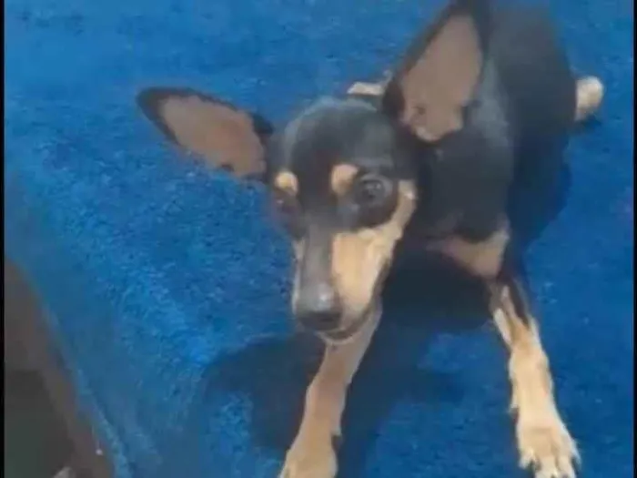Cachorro ra a Pinsher idade 1 ano nome Maneco