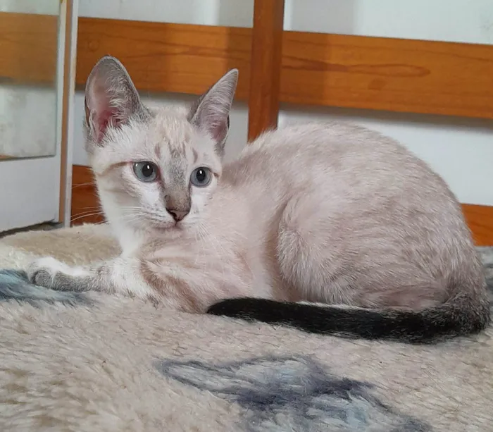 Gato ra a srd idade 2 a 6 meses nome Kelly