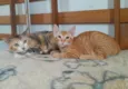 Sophia e Lukinha
