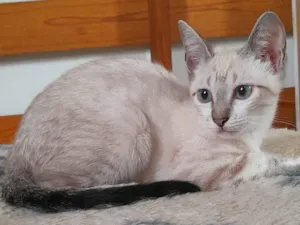 Gato raça srd idade 2 a 6 meses nome Kelly