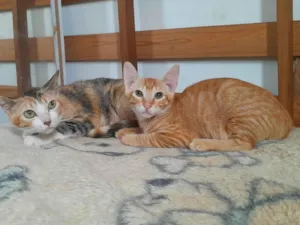 Gato raça srd idade 2 a 6 meses nome Sophia e Lukinha