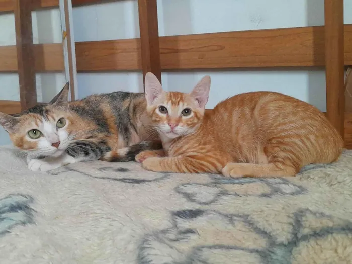 Gato ra a srd idade 2 a 6 meses nome Sophia e Lukinha
