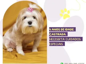 Gato raça Lhasa Apso idade 4 anos nome Cristal