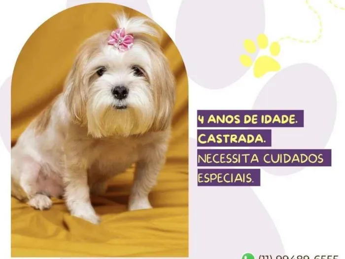 Gato ra a Lhasa Apso idade 4 anos nome Cristal
