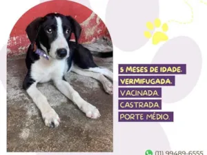 Cachorro raça SRD-ViraLata idade 2 a 6 meses nome Princesa